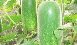 吃瓜网-免费吃瓜官网